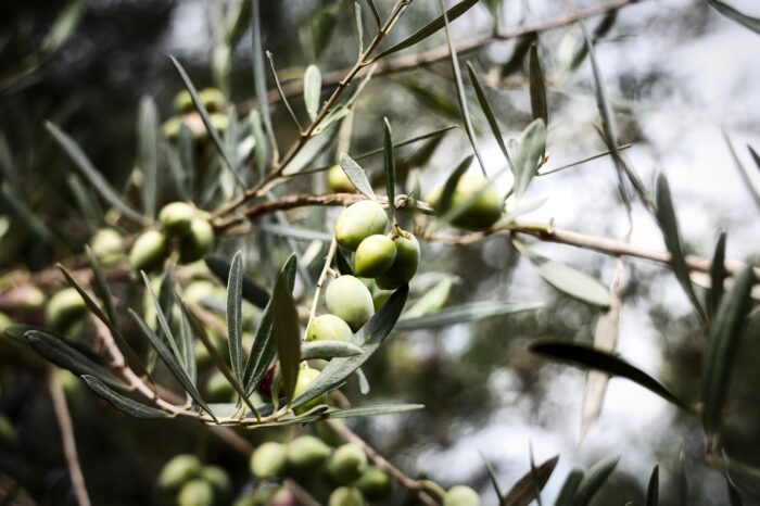 Γιορτή της Ελιάς στο Κρανίδι